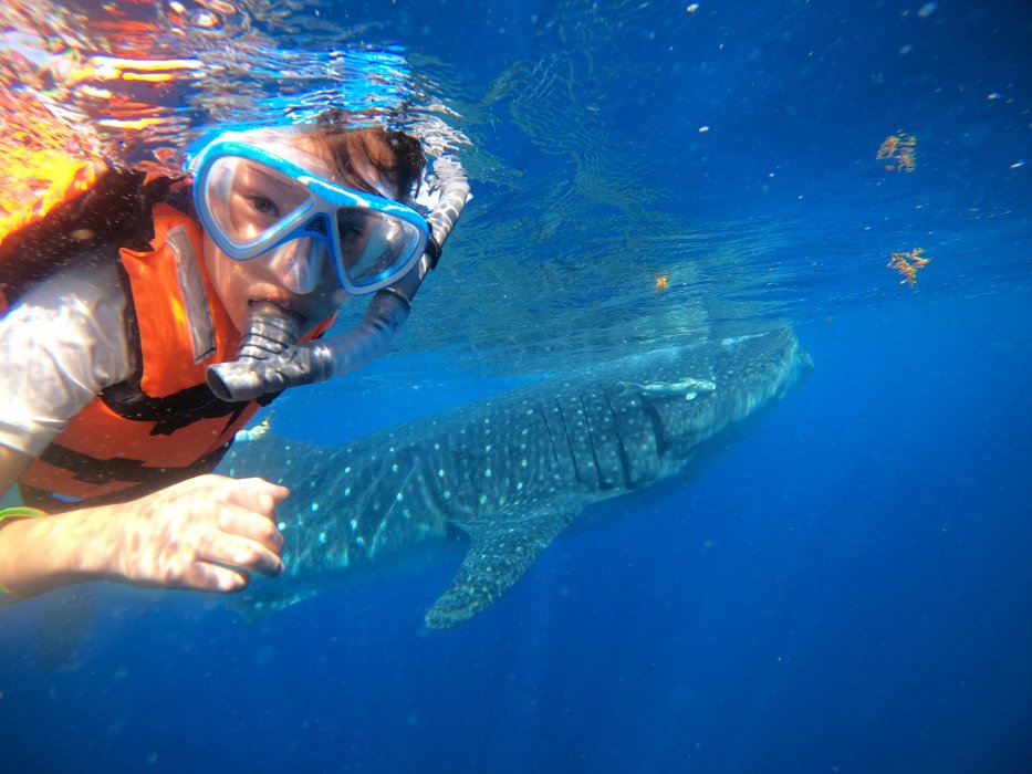 Whale Sharks Isla Mujeres Costa Mujeres and Cancun | DC Explorer